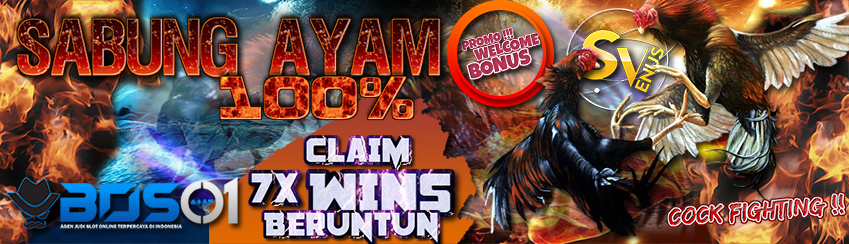 PROMO 100% SABUNG AYAM !!